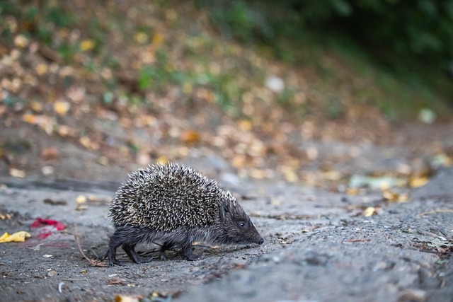 斯一向以坚 斯一向以坚