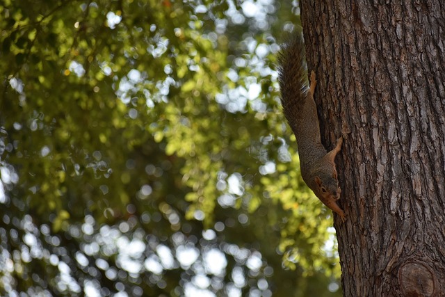队内多名核 队内多名核