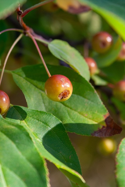 续转会市场 续转会市场