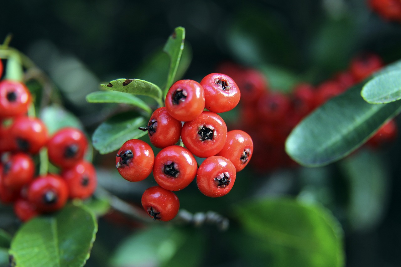 加之伤病等 加之伤病等